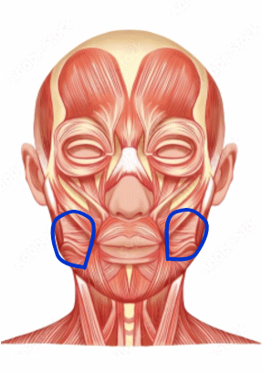 頬筋と笑筋│たむら式鍛錬塾