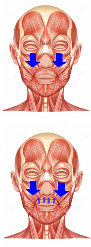 上唇挙筋のトレーニング│たむら式鍛錬塾