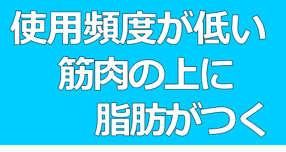 脂肪＆美容│たむら式鍛錬塾